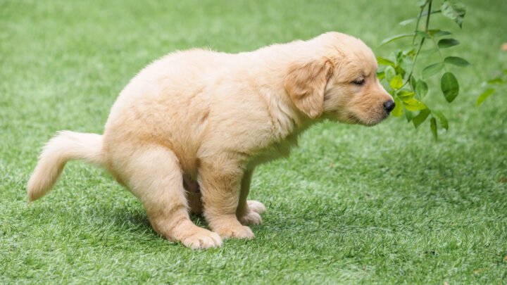 Why Is My Dog’s Poop Grainy? 9 Reasons And 5 Tips