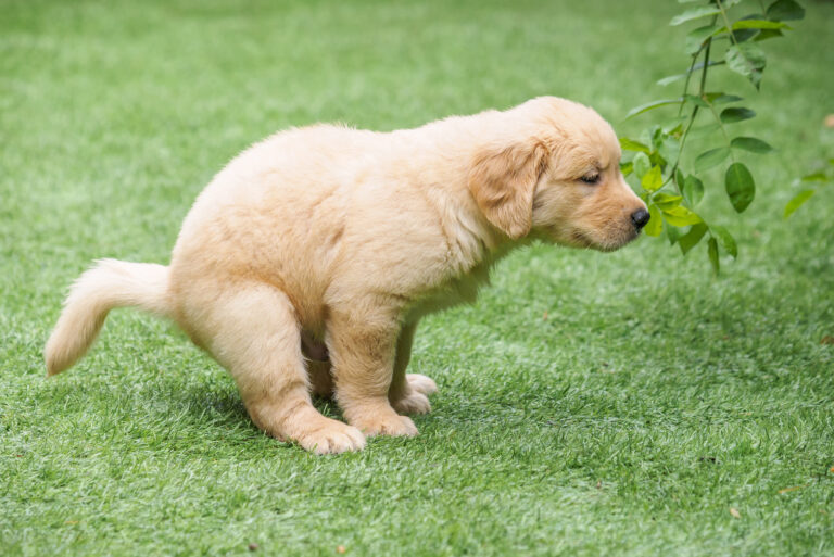 A cute Golden Retriever puppy pooping