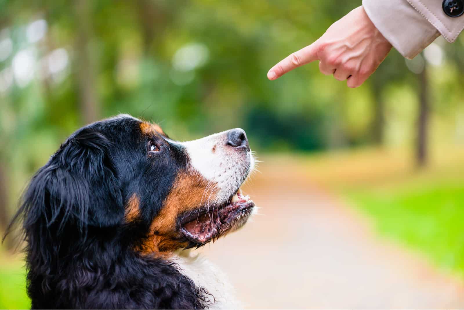 Woman doing obedience training with dog 