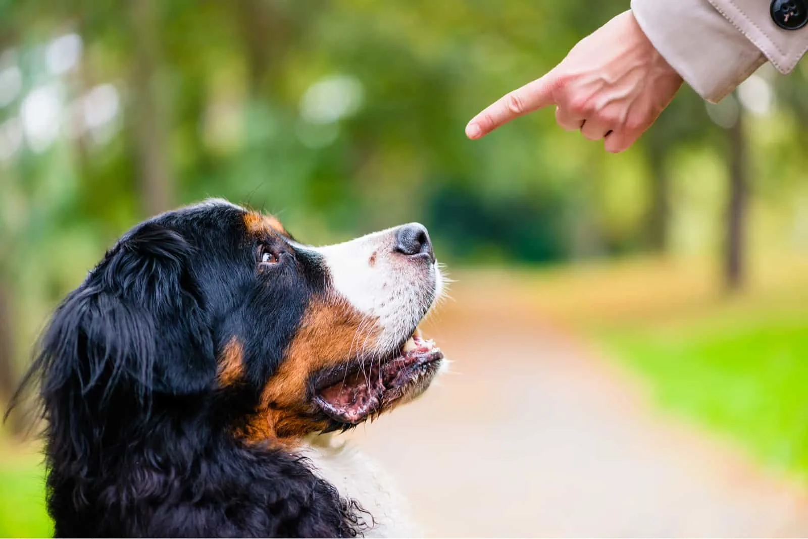 Woman doing obedience training with dog 