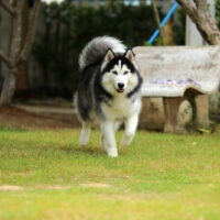 wooly husky walking in the park