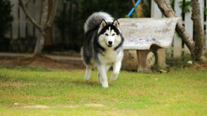 Wooly Husky: Meet This Adorable Dog Breed – The Woolies