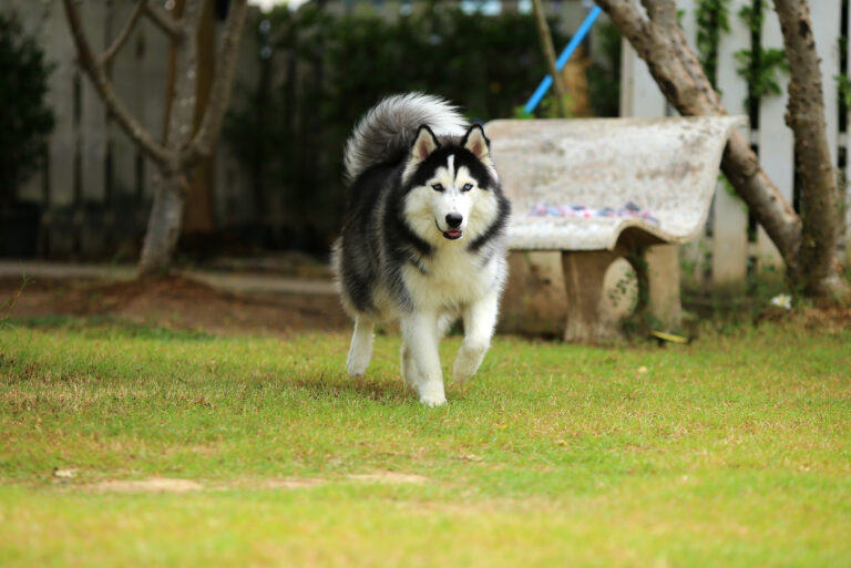 wooly husky walking in the park