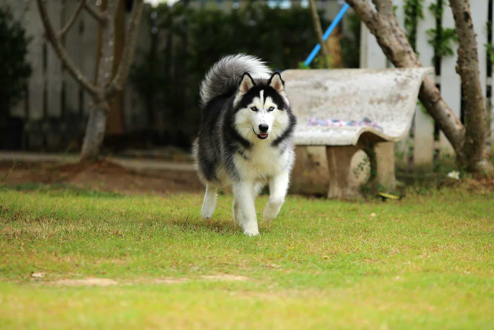 Wooly Husky Meet This Adorable Dog Breed The Woolies