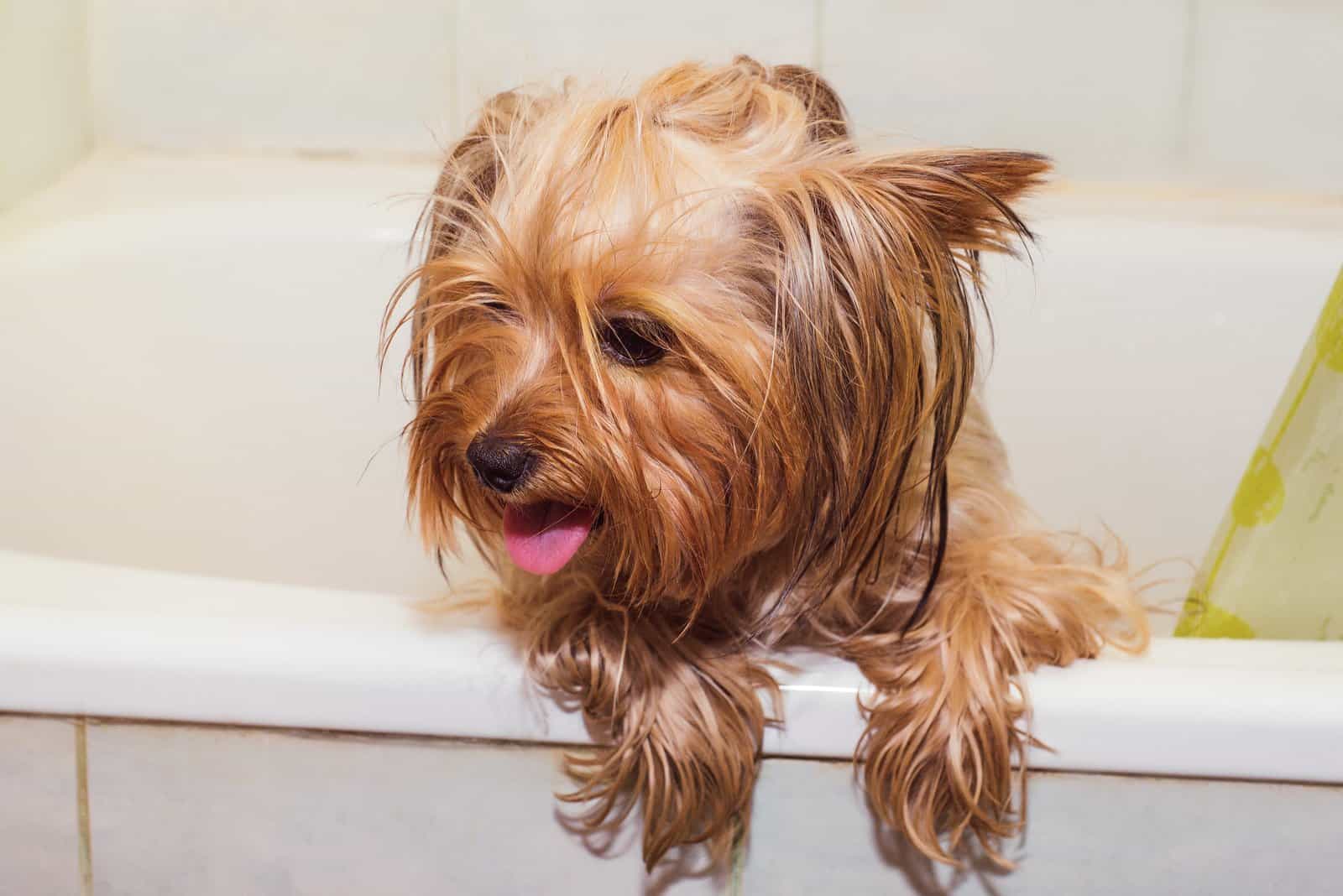 how often can i shower my yorkie