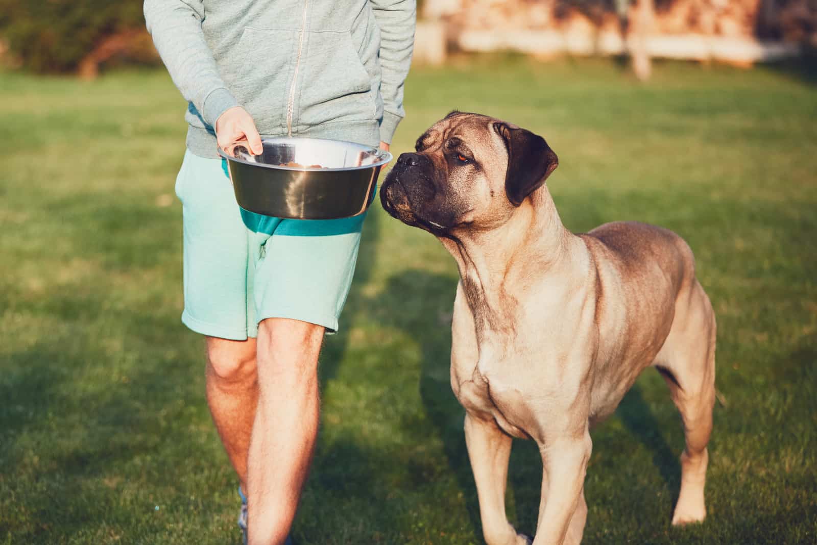 Young man feeding cane corso in the garden