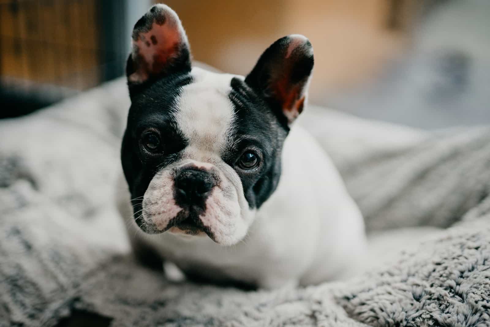 a French Bulldog puppy is lying in his bed
