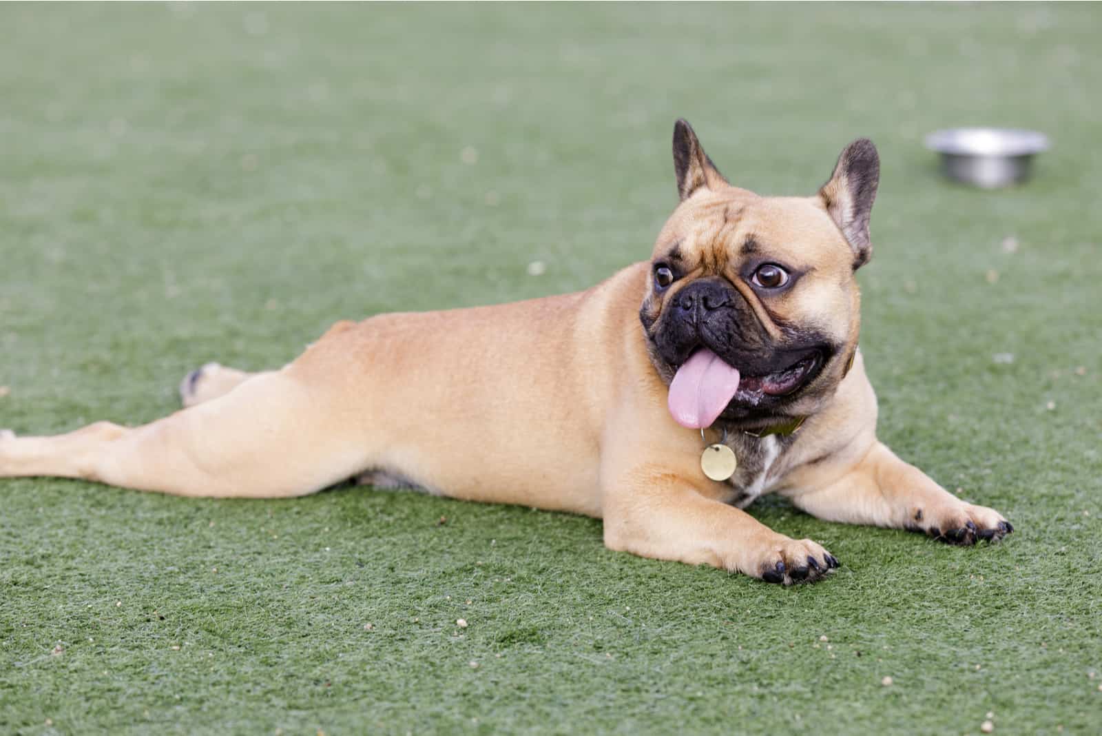 a French bulldog lies on the grass and looks around