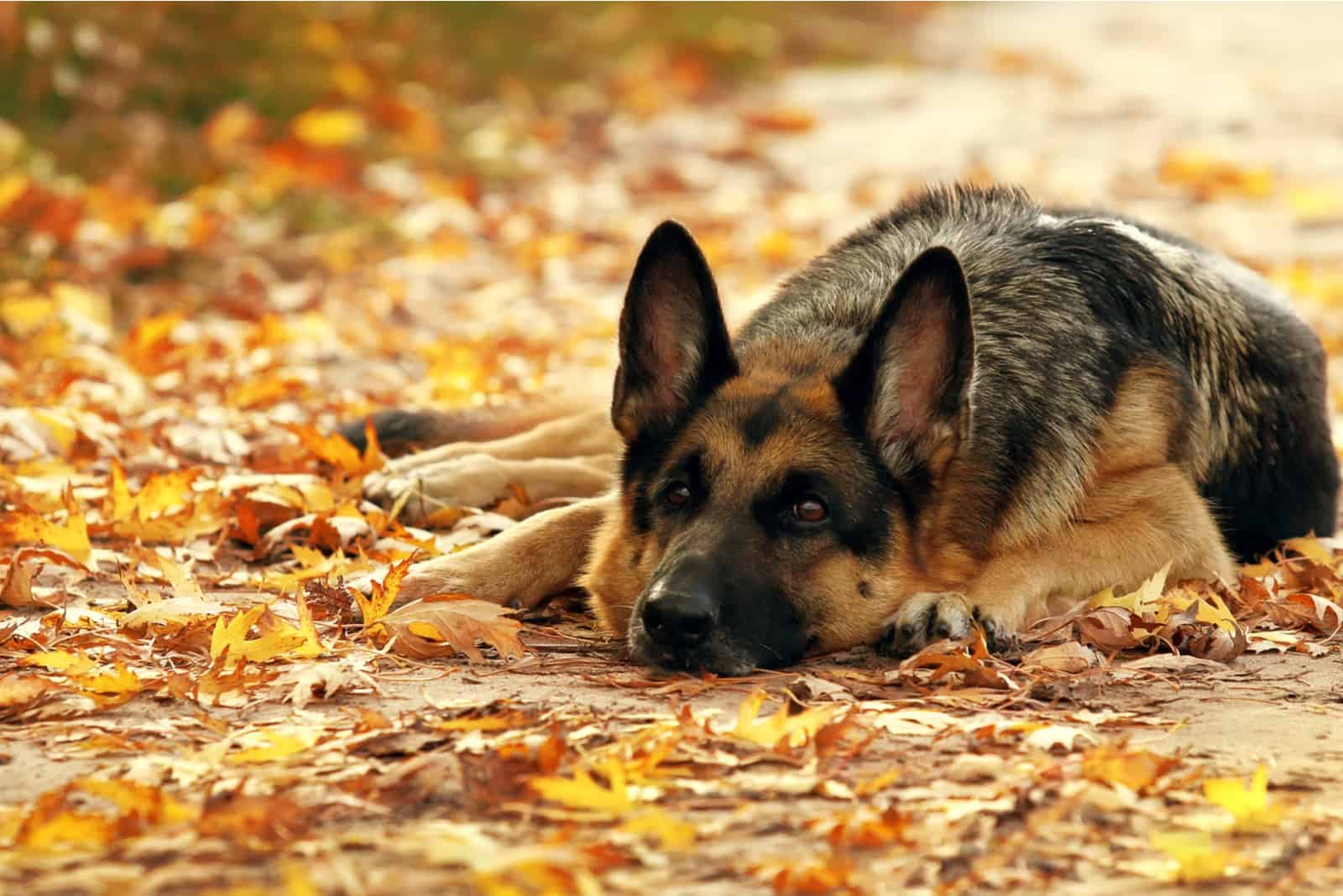 a German Shepherd lies in the park