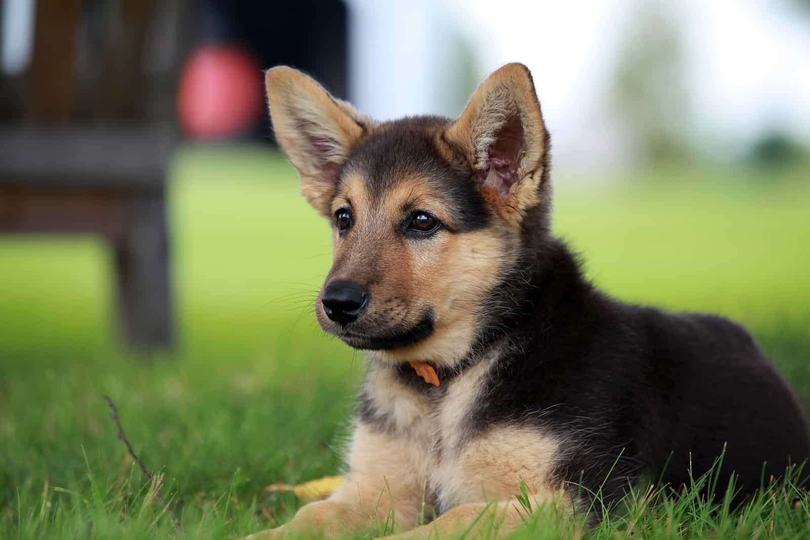 a German Shepherd puppy lies in the grass