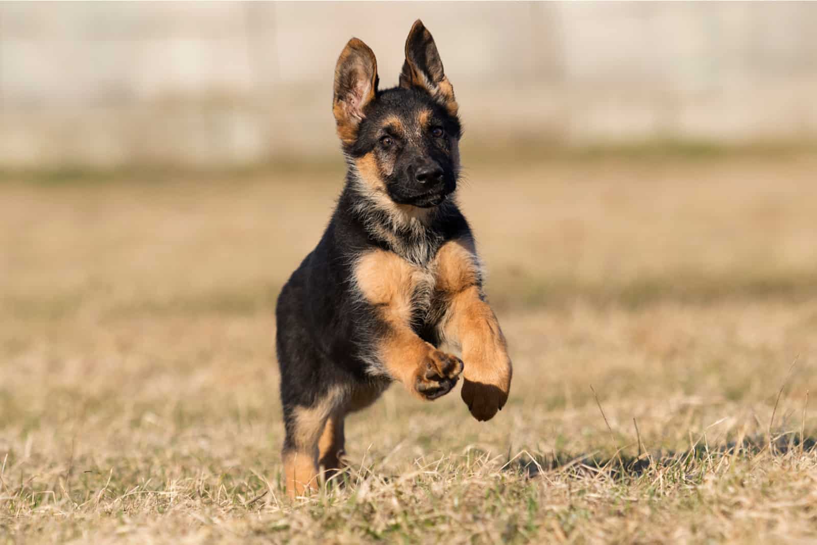 a German Shepherd puppy runs across the field