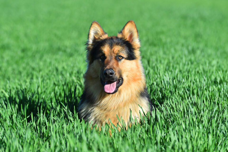 Top 12 German Shepherd Breeders In Massachusetts