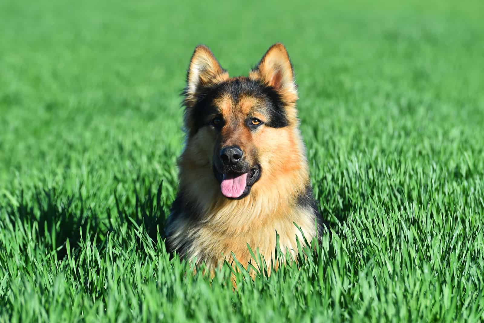 a German Shepherd rests in the grass