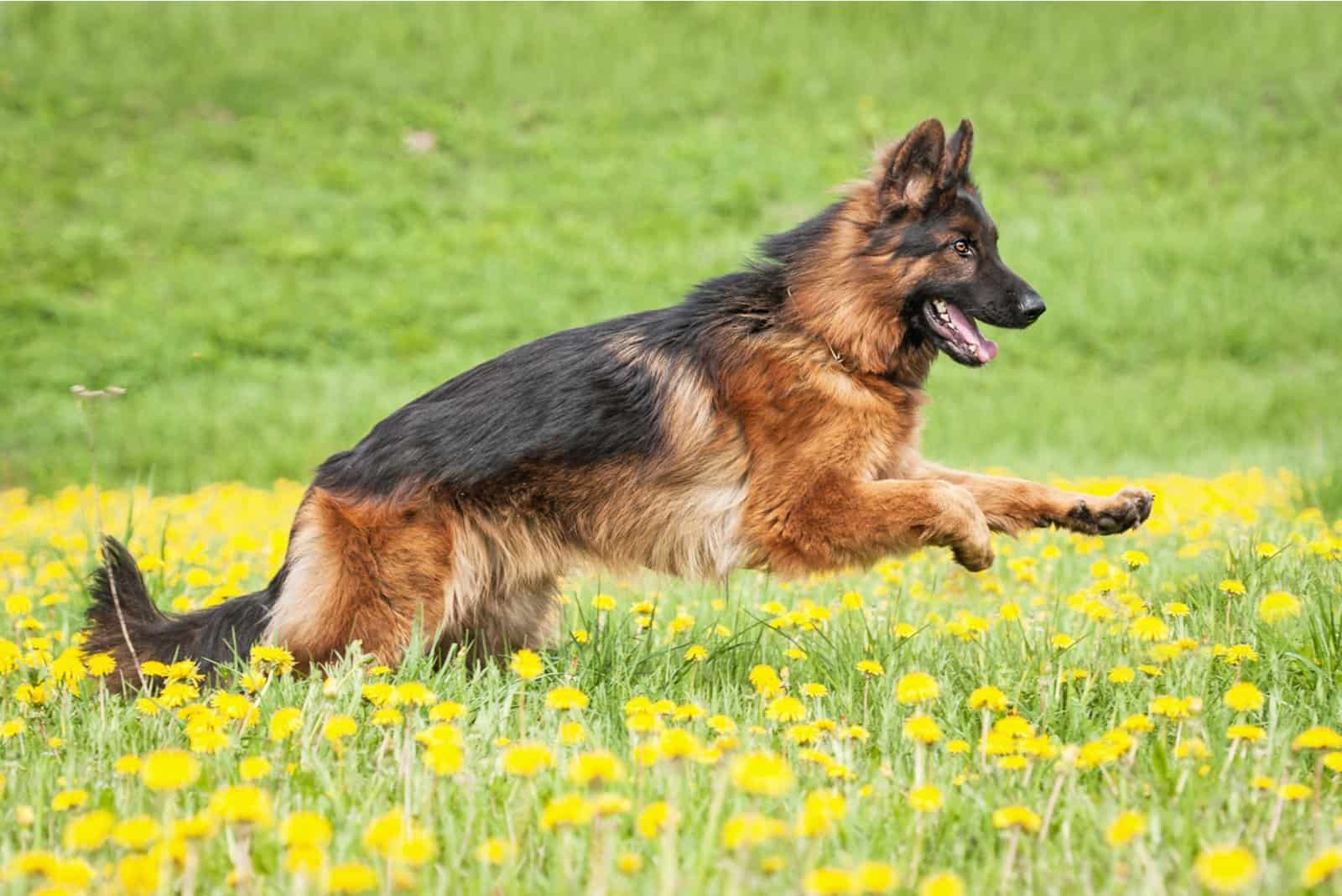 a German Shepherd runs across the field