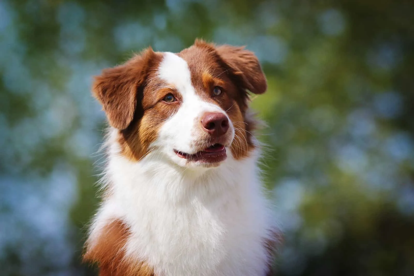 Red Merle Australian Shepherd – All About Their Nature