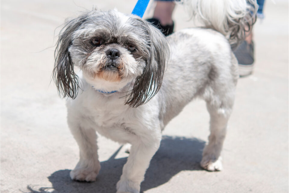 Shih Tzu Haircuts 24 Hairstyle Ideas For Your Pet