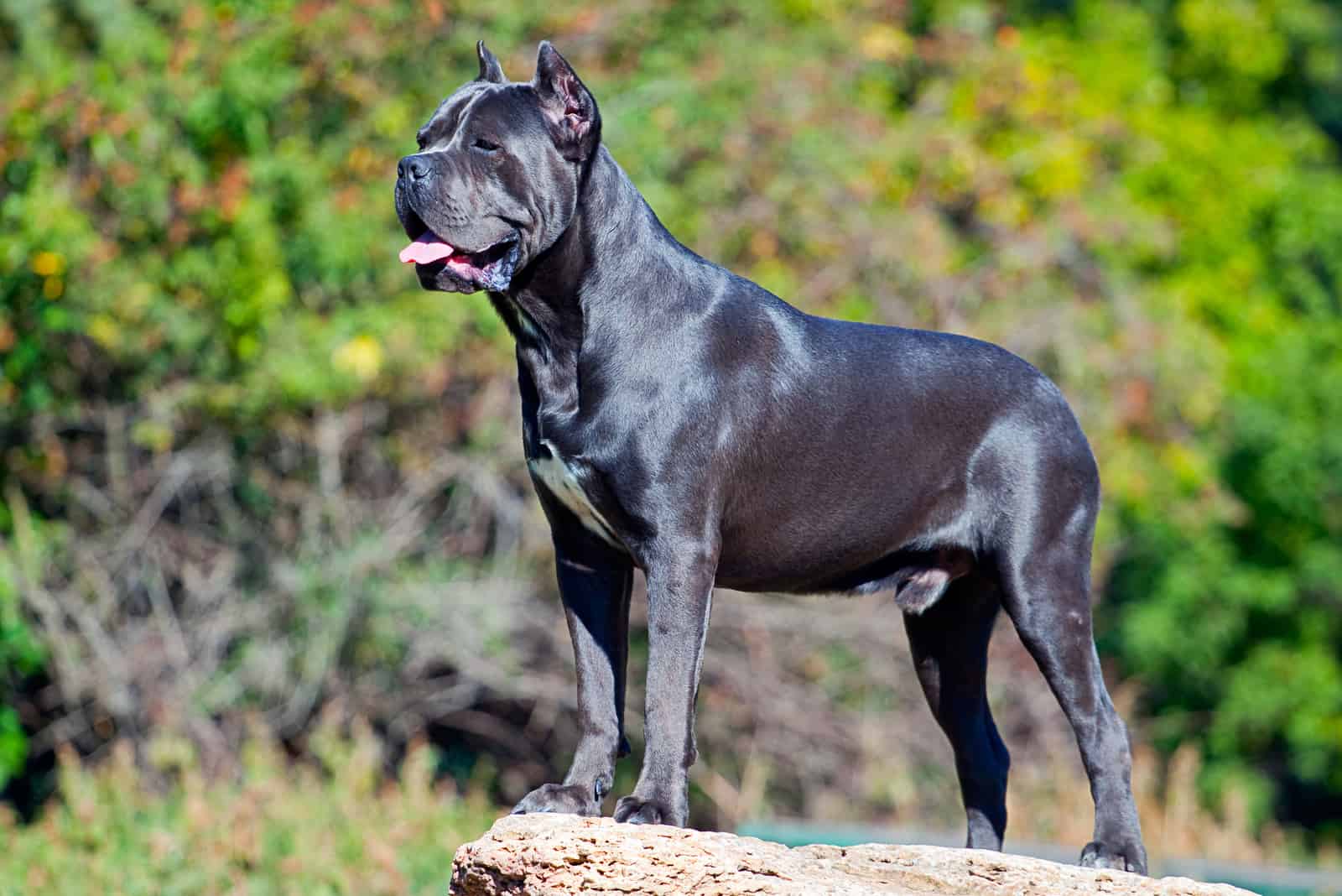 a beautiful cane corso stands and stares ahead