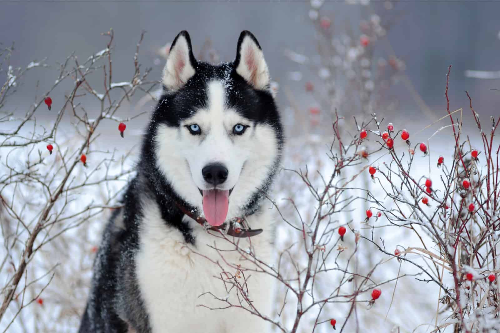 a beautiful husky in the snow sitting