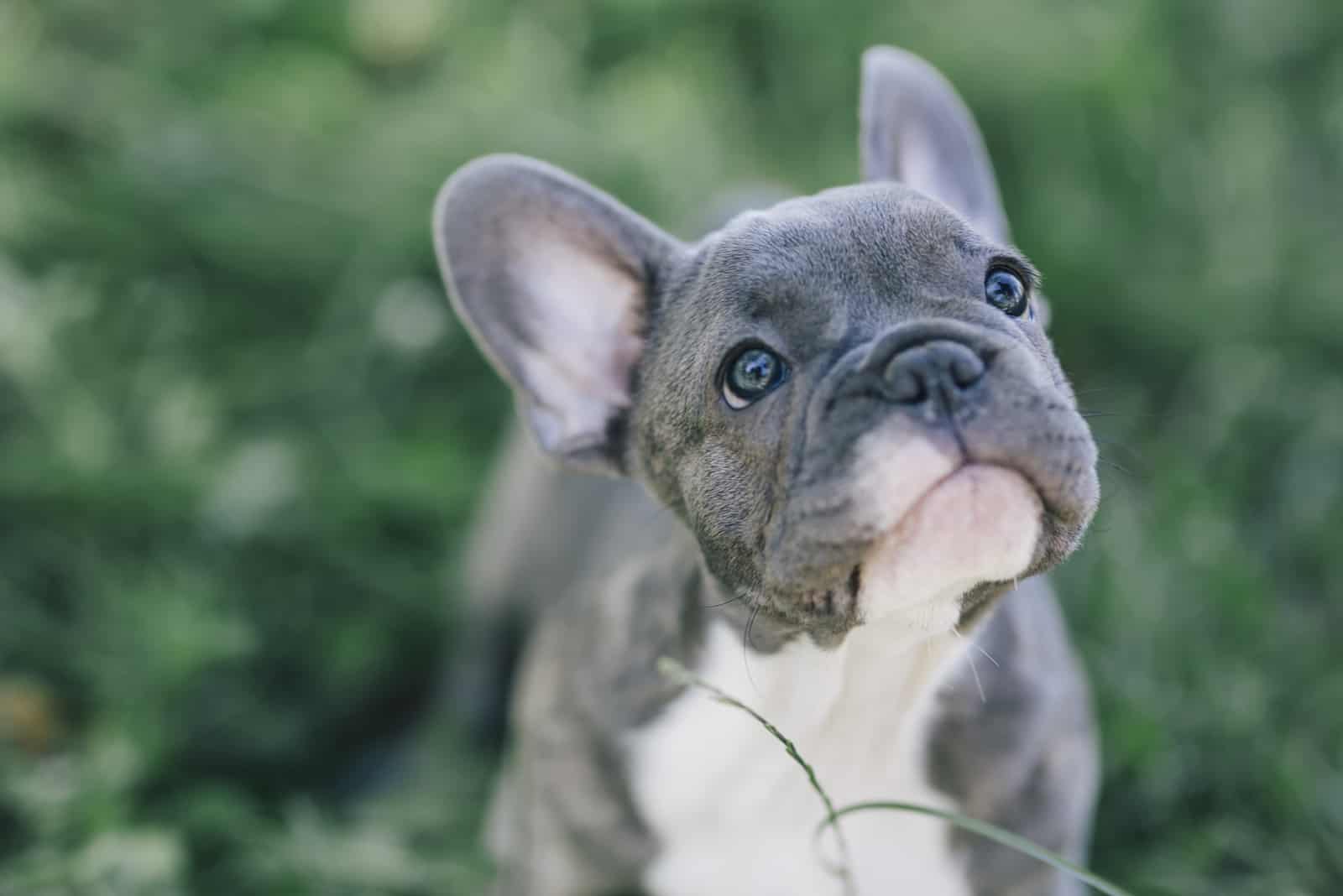 a blue French Bulldog puppy looks up