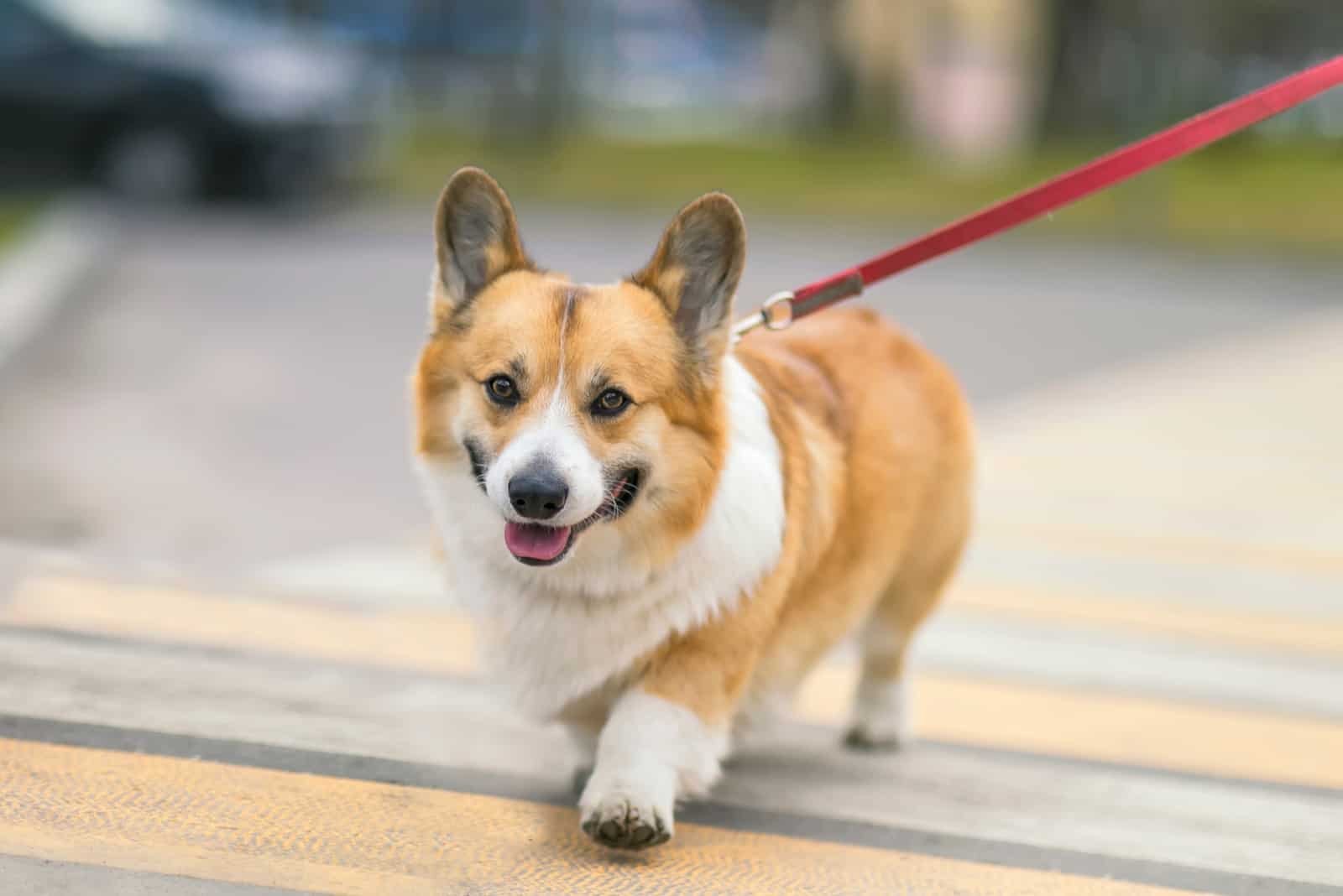 a corgi puppy walks on a leash