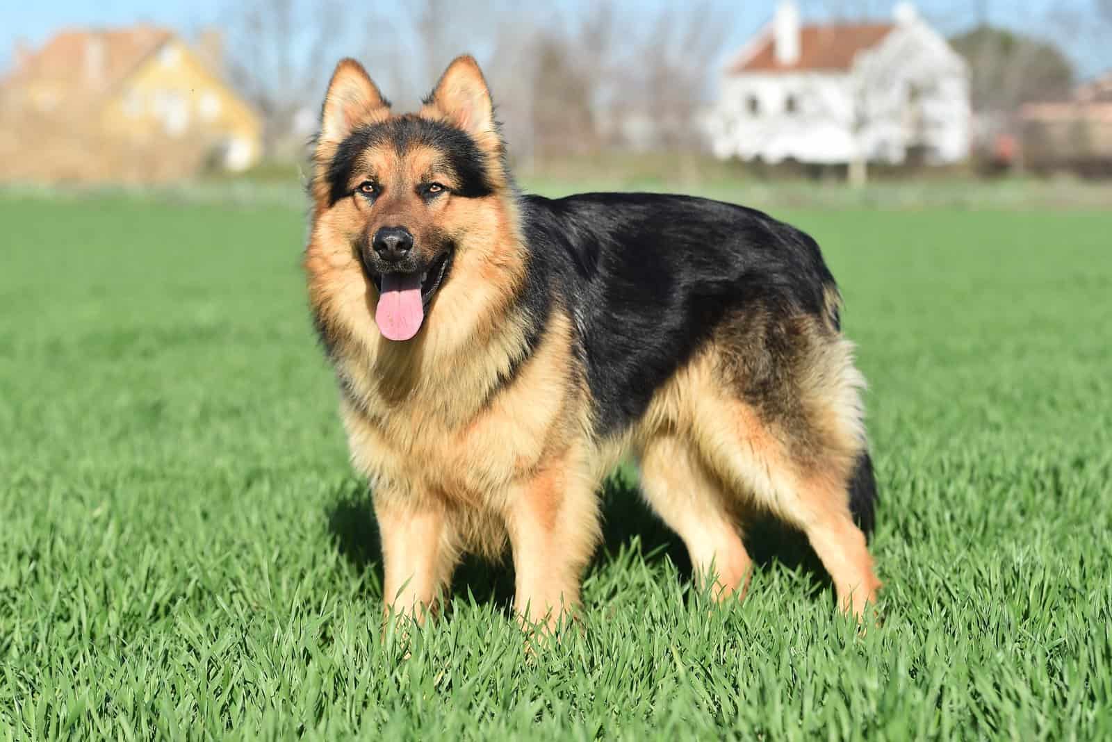 a nice and strong german shepherd dog