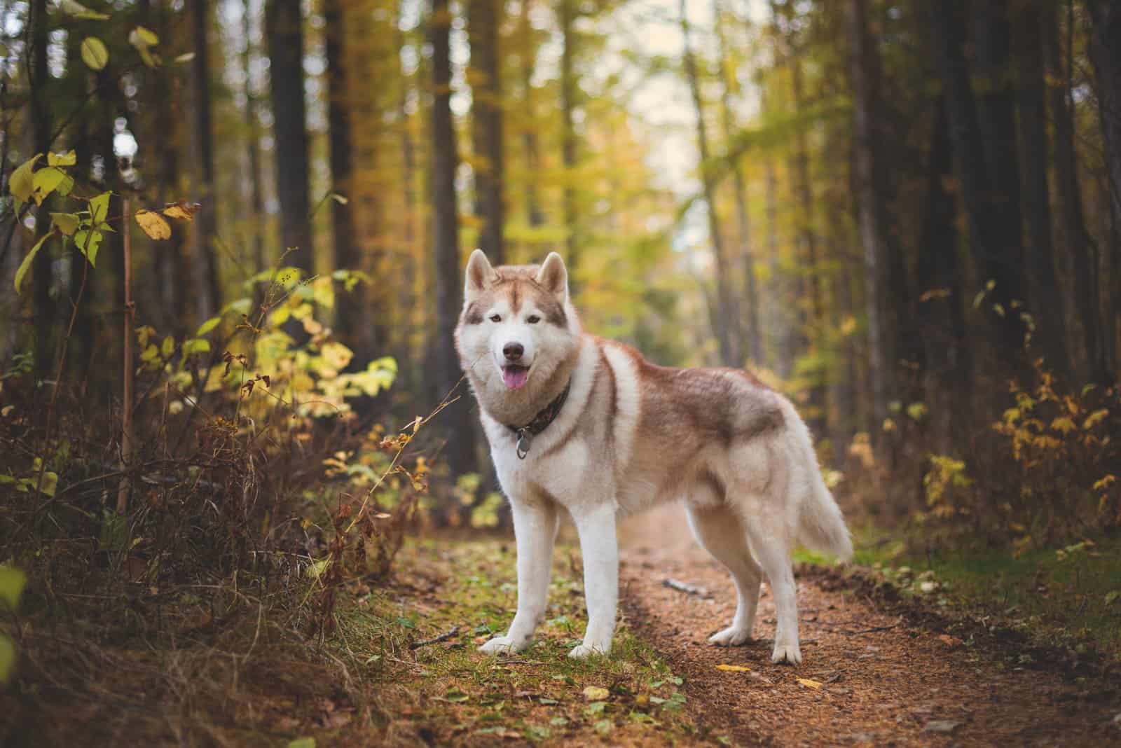 a portrait of a Siberian Husky standing in the woods