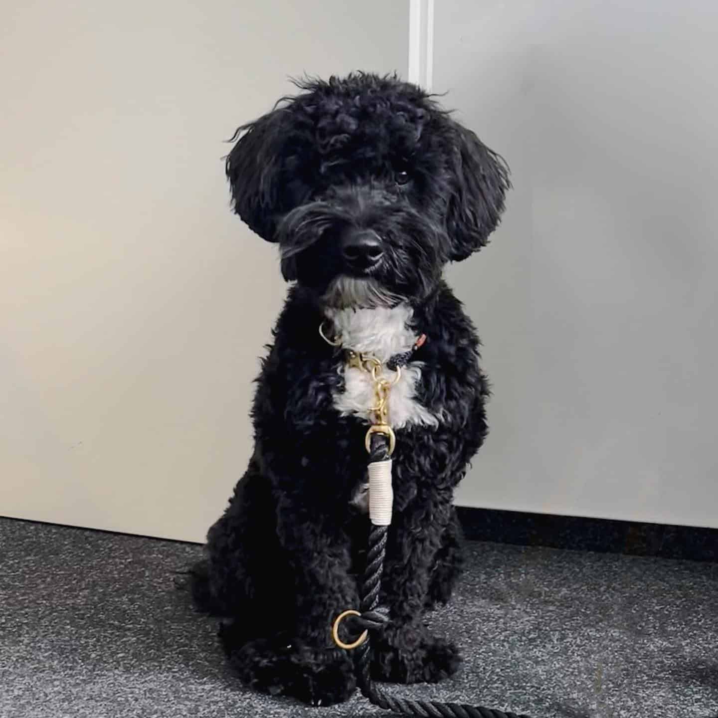 adorable black aussiedoodle sitting indoor