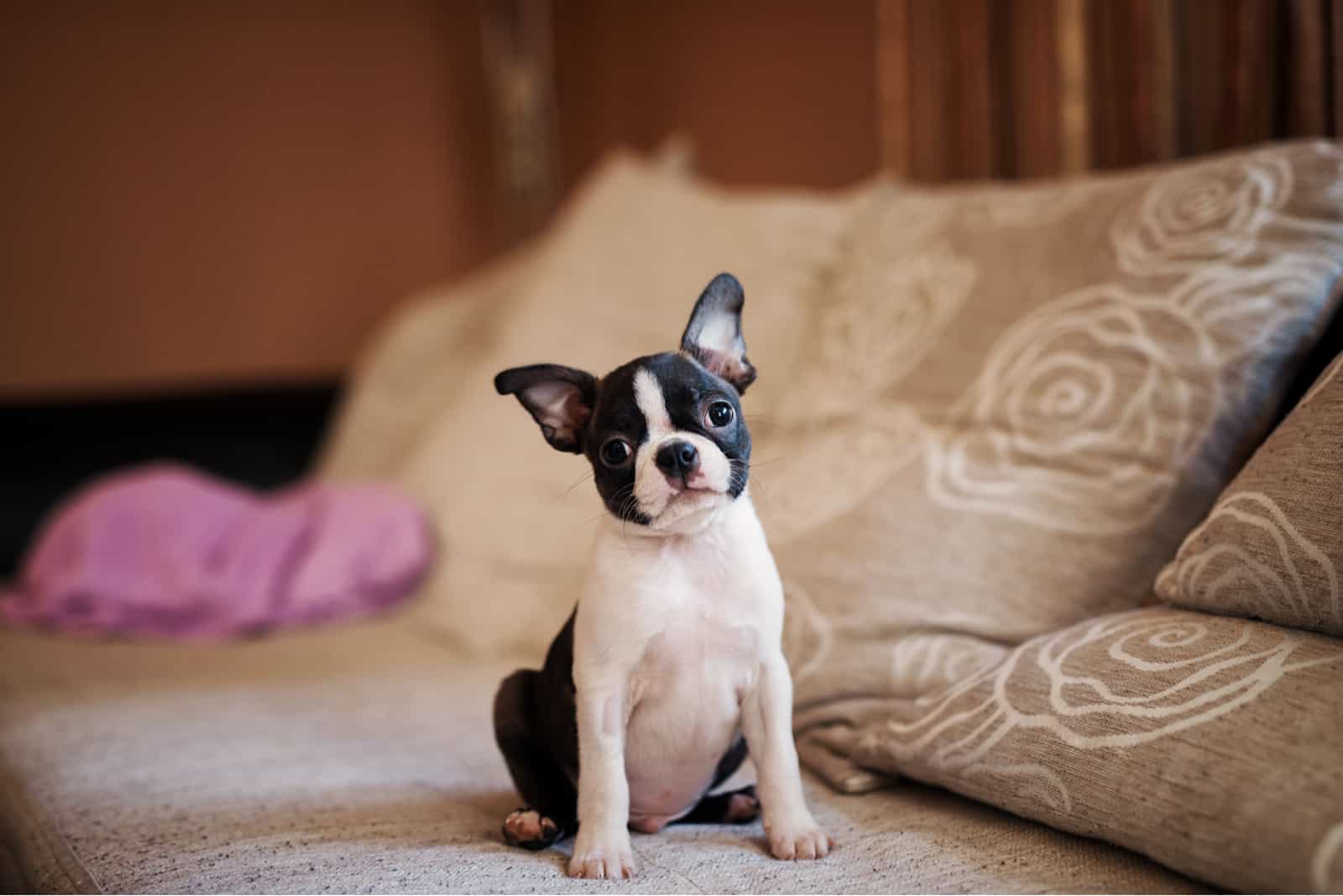 how long does it take for a boston terrier to fully grow