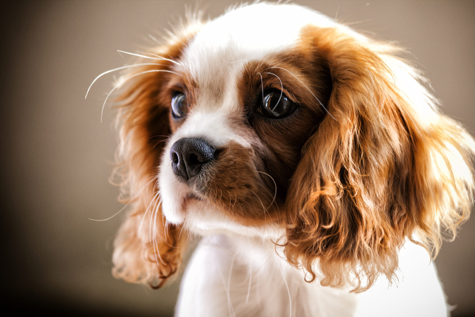 The 6 Best Cavalier King Charles Spaniel Breeders In The U.S.