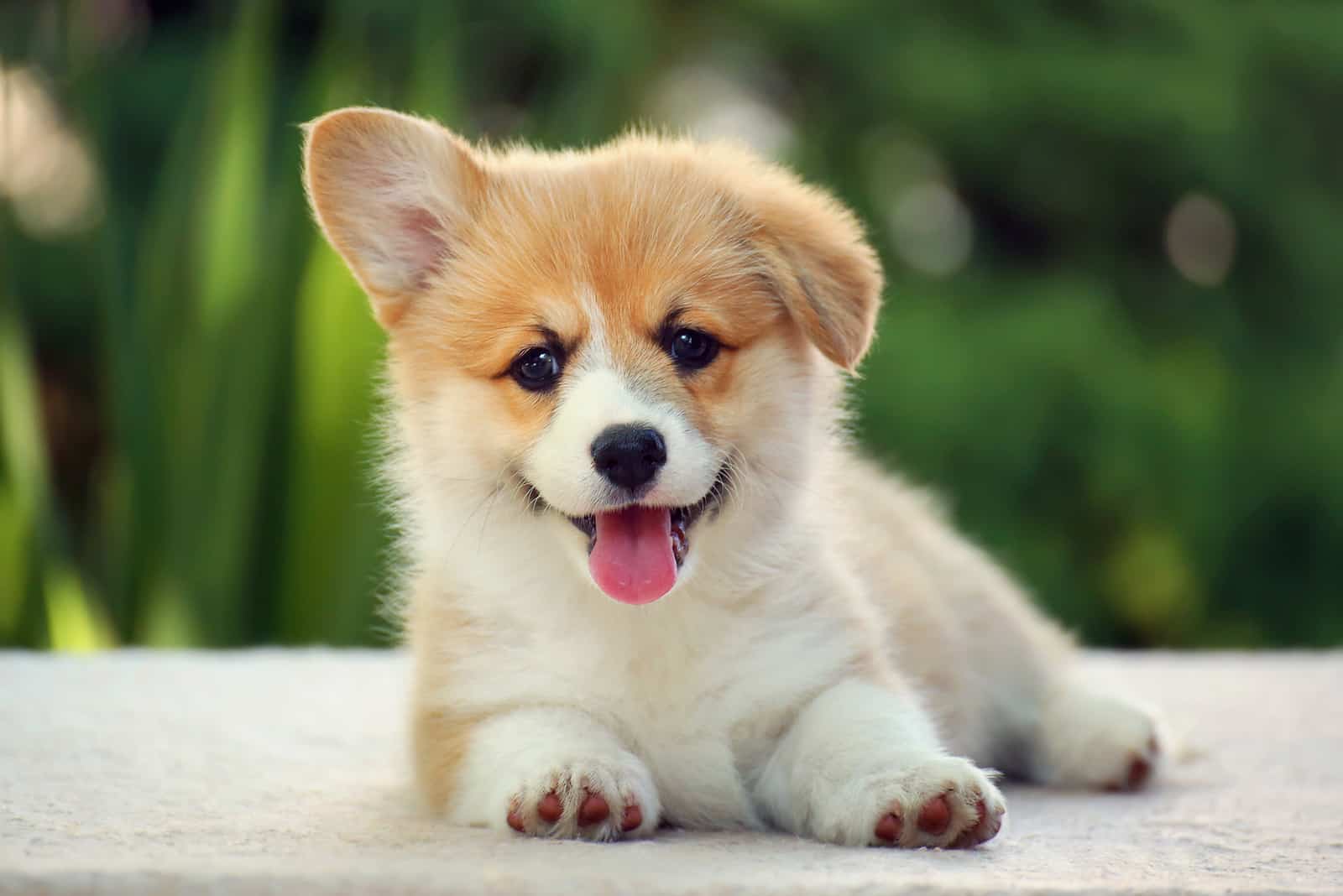 adorable corgi puppy outdoor