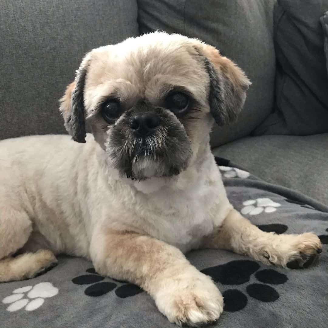 adorable shih tzu short haircut lies on the bed