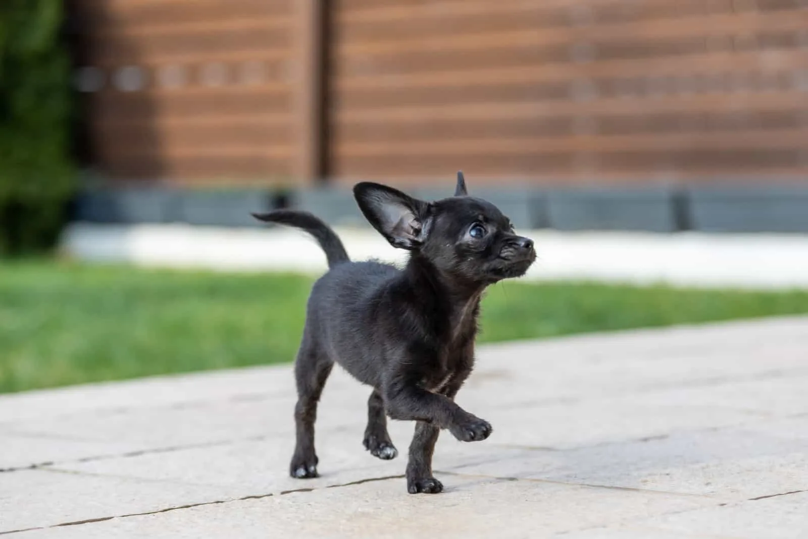 adorable tiny ChiPoo puppy outdoors