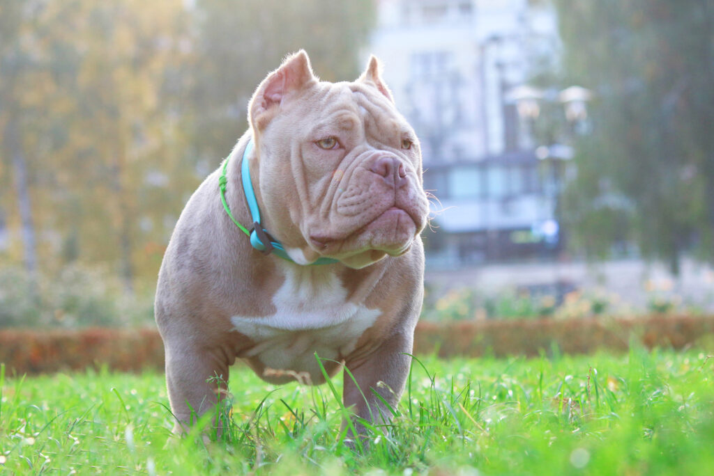 American Bully Feeding Chart Tips To Know So Bully Can Grow