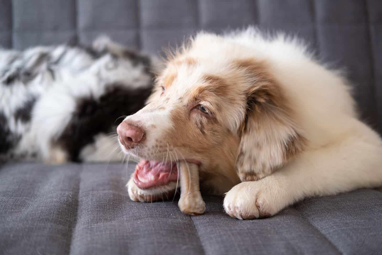 an Austrian shepherd lies on a couch and eats a bone