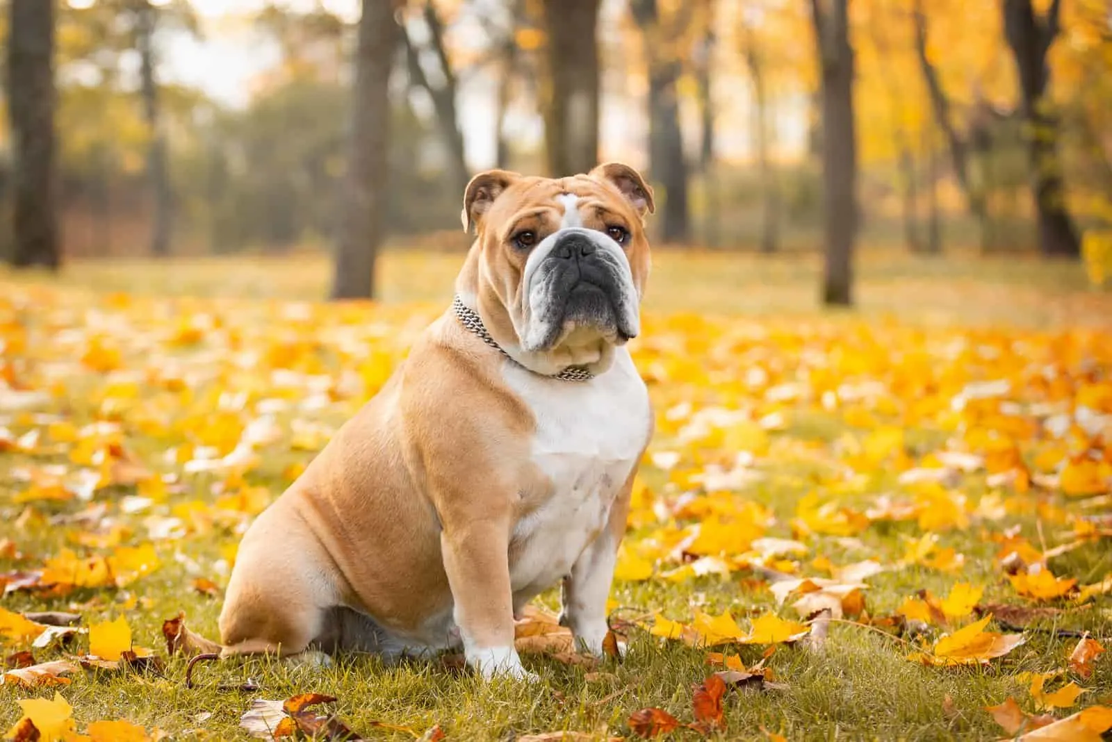 an English bulldog sits in the park