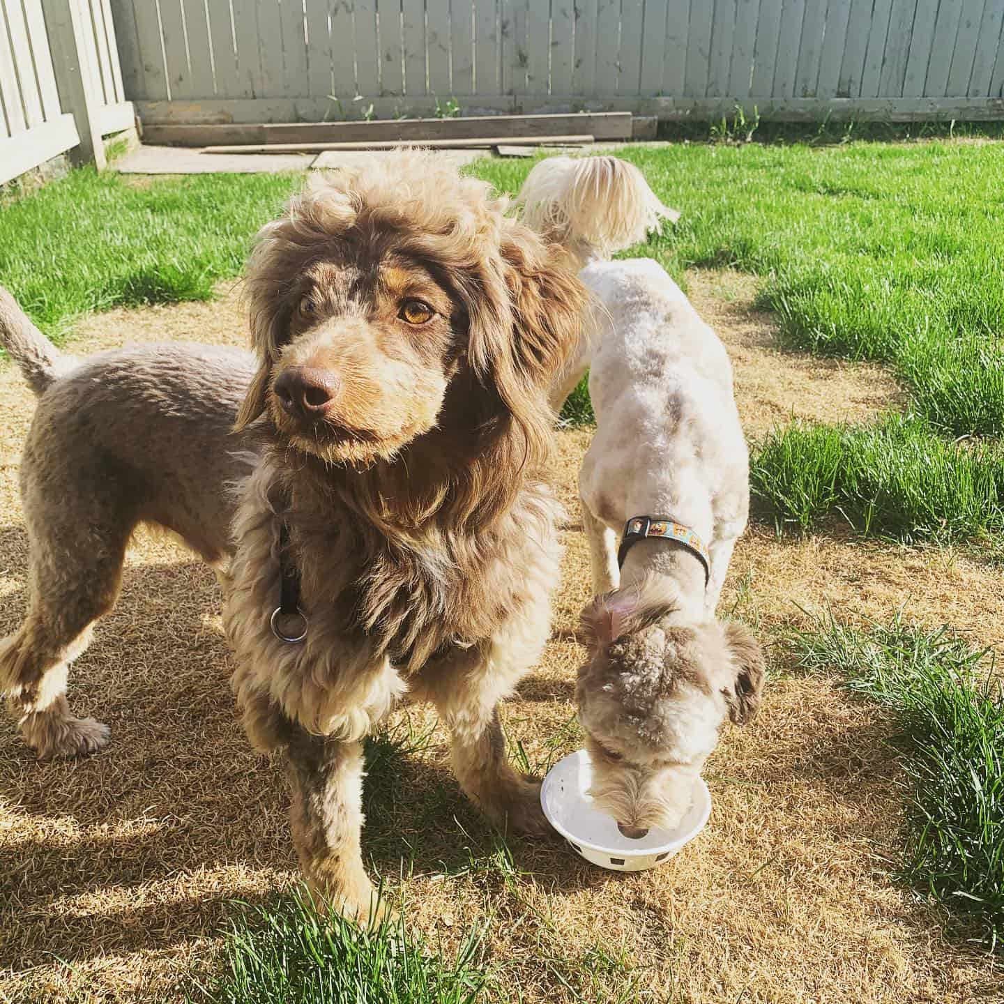 aussiedoodle dog with lion haircut in the garden