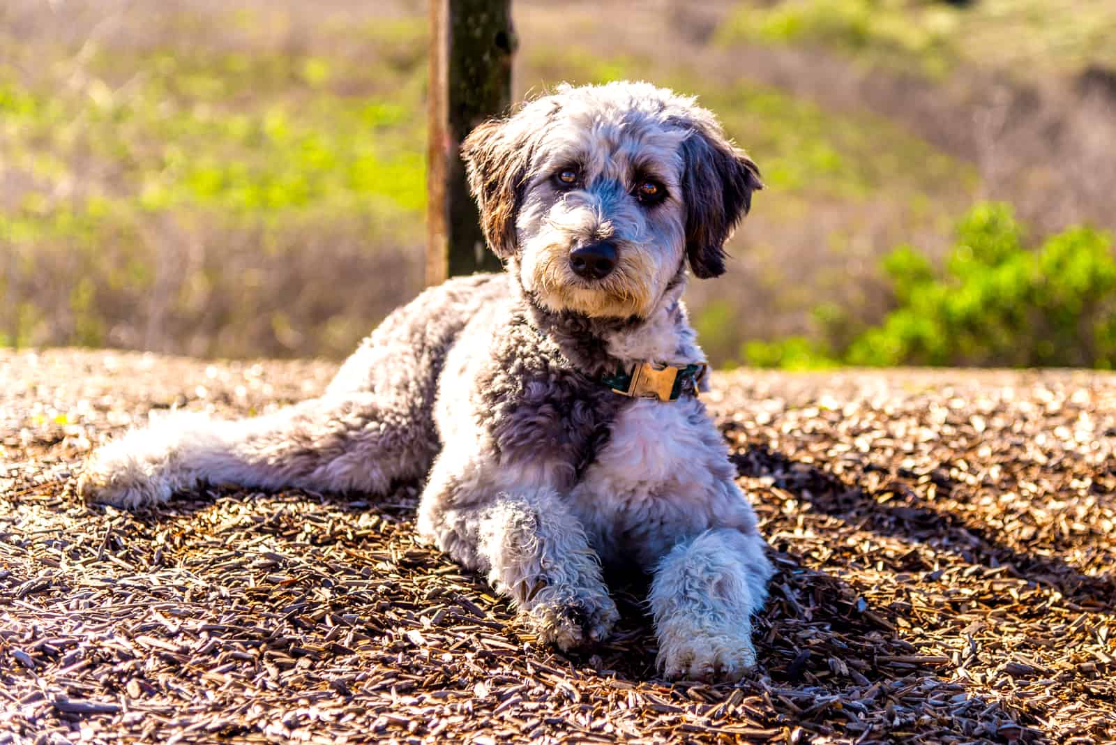 aussiedoodle laying on the ground outdoor