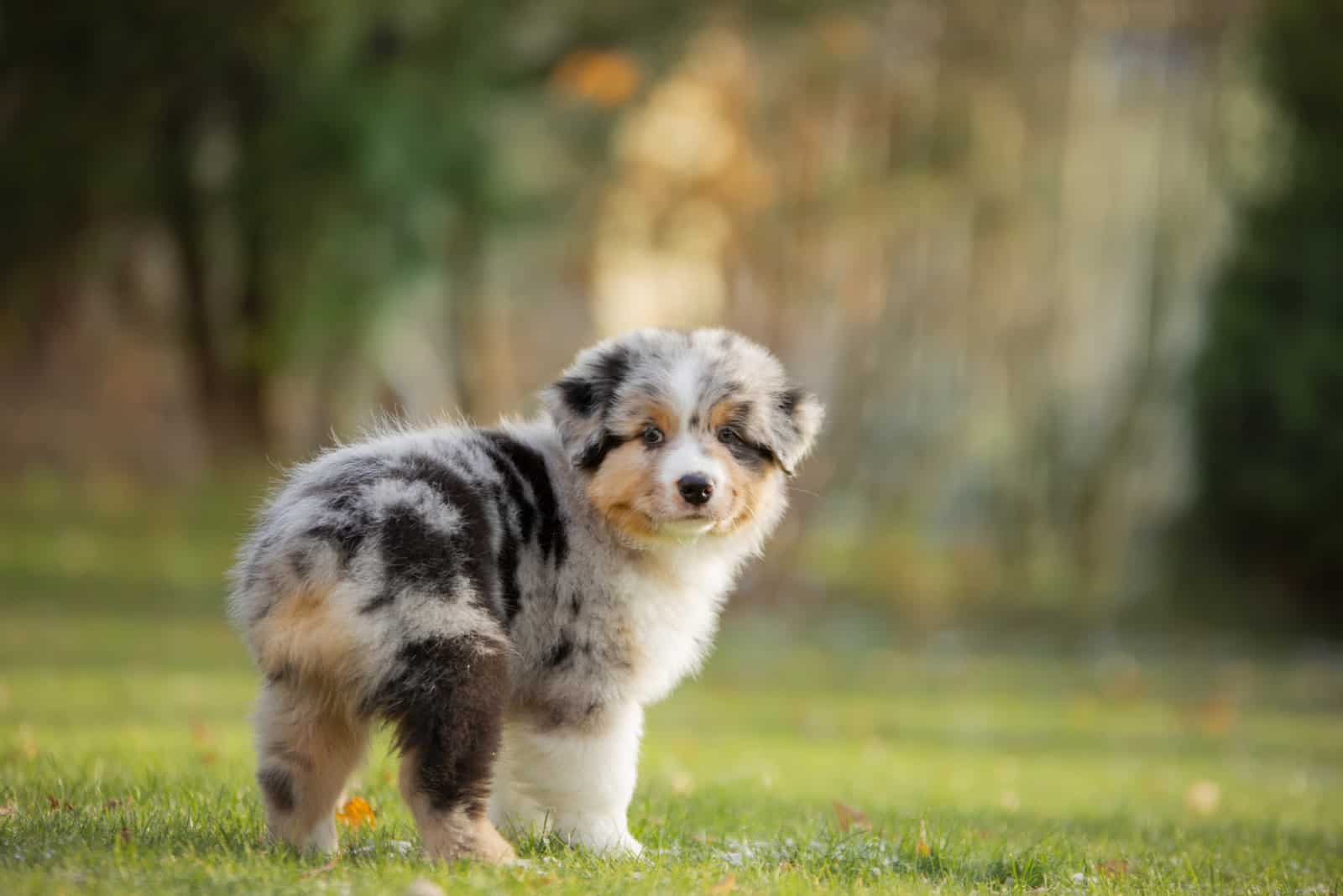 mini australian shepherd size comparison