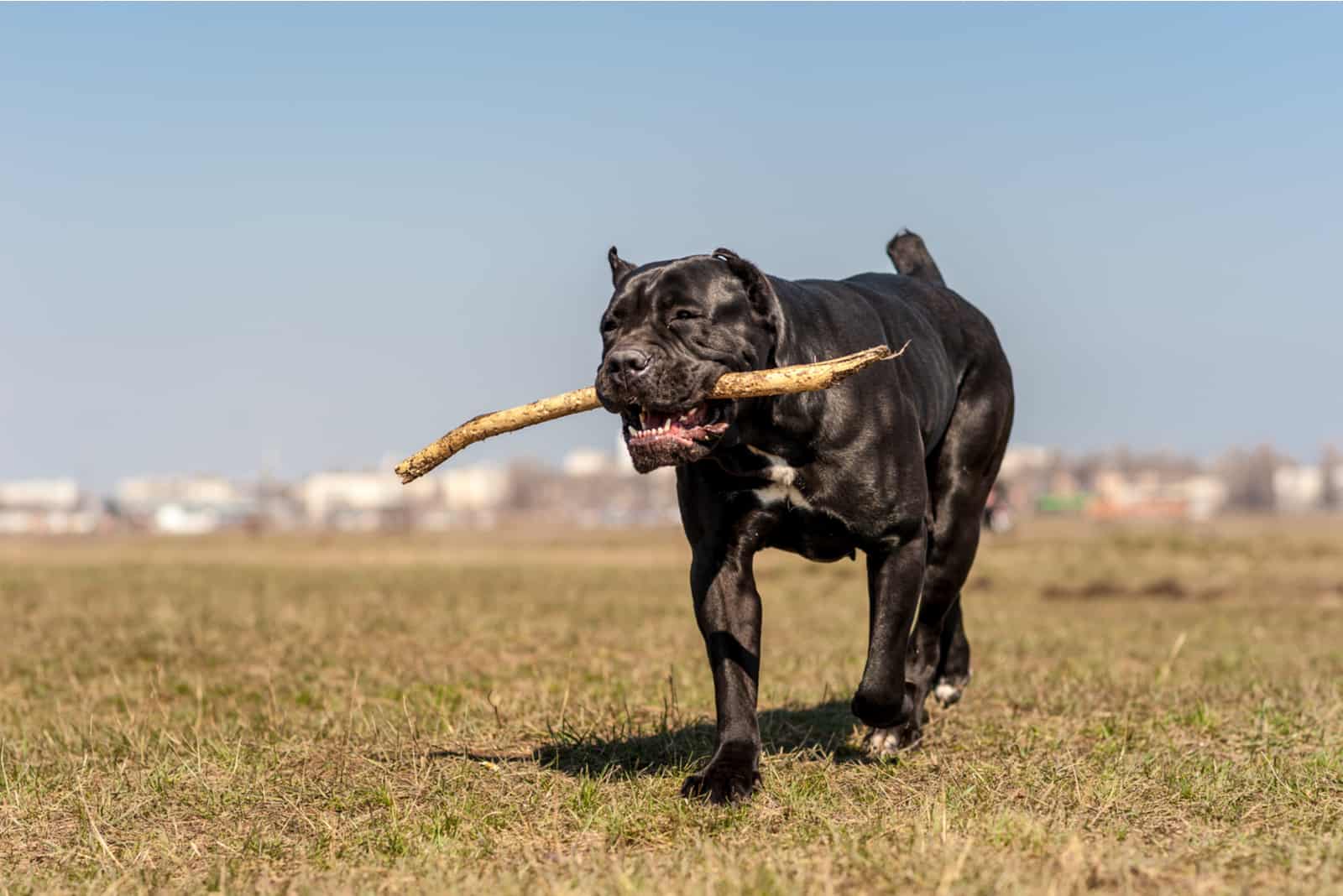 black cane corso holds stick in mouth