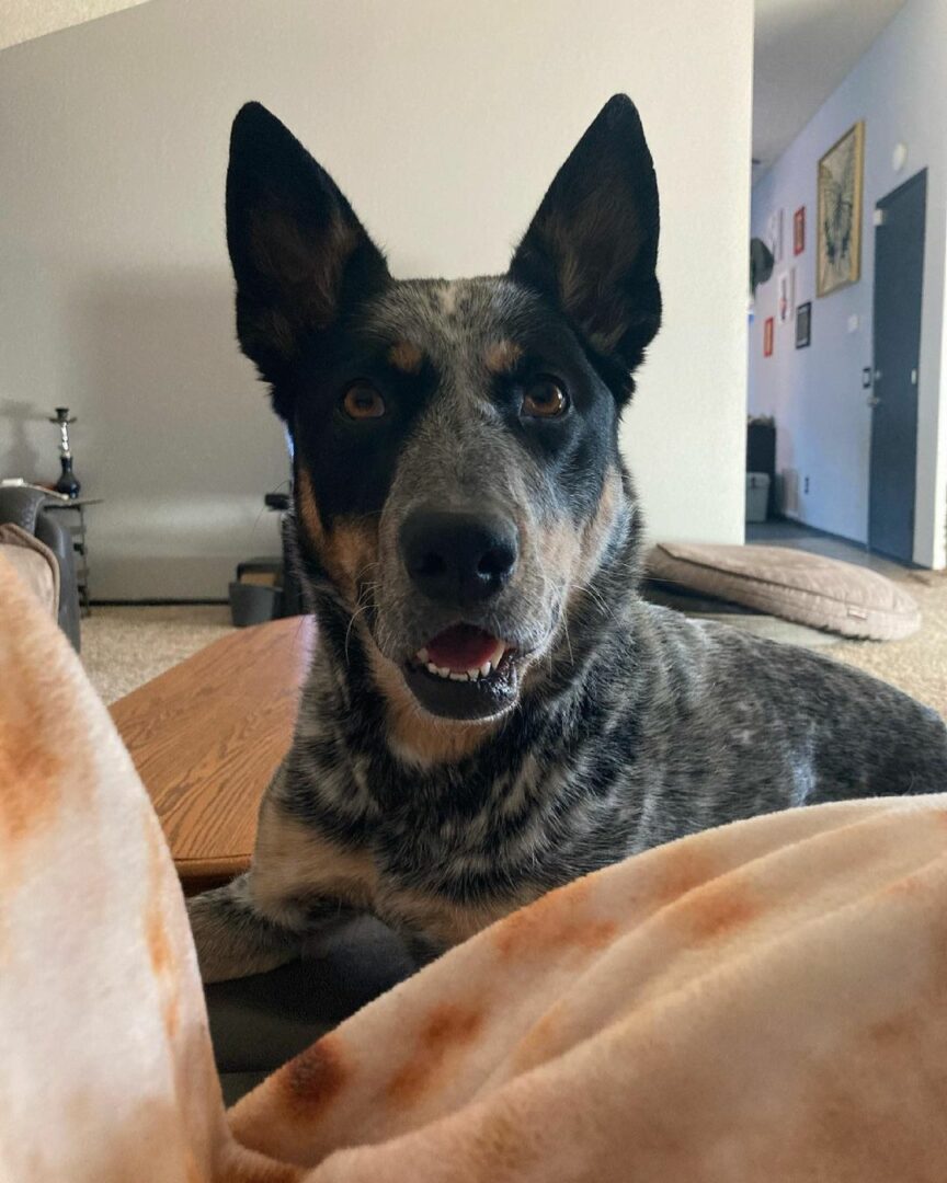 Blue Heeler German Shepard Mix