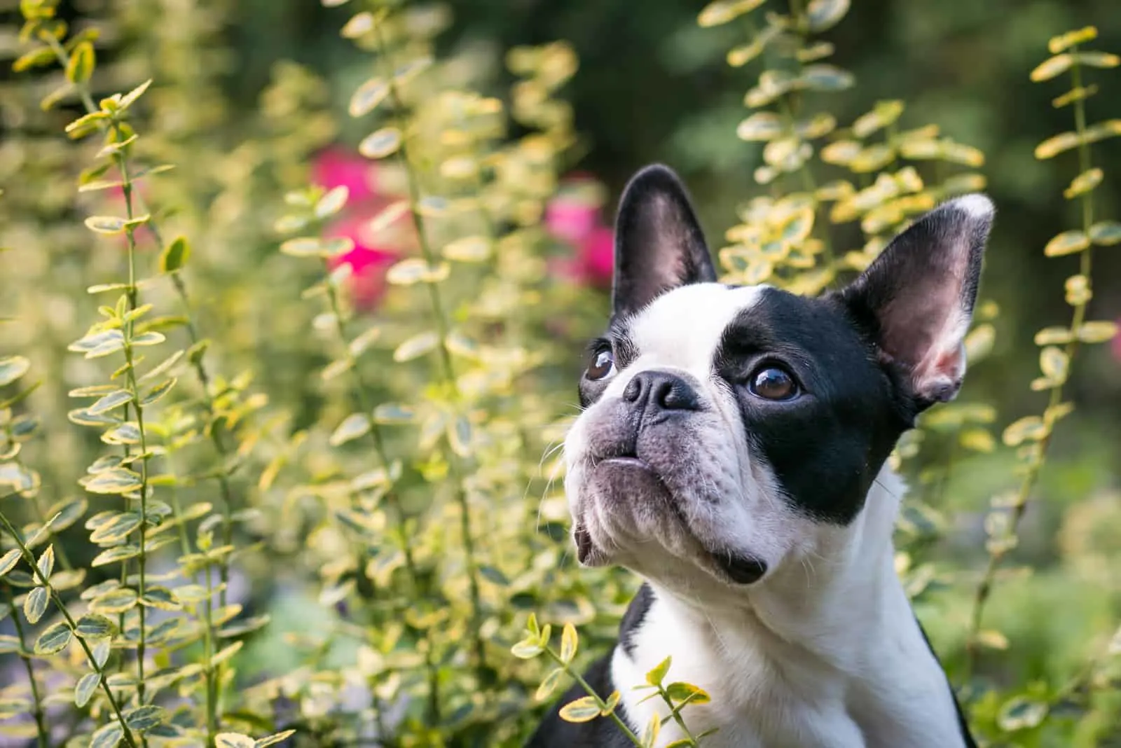 how much should a 7 month old boston terrier weigh