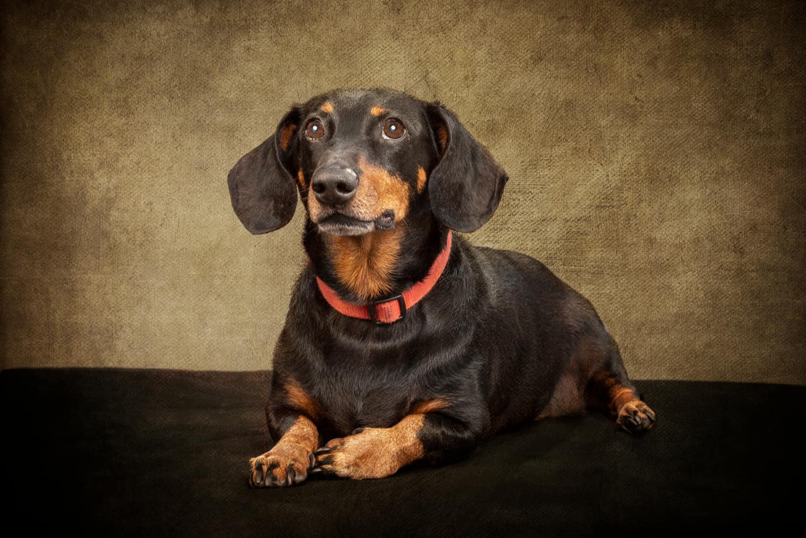 brown Dachshund posing for camera