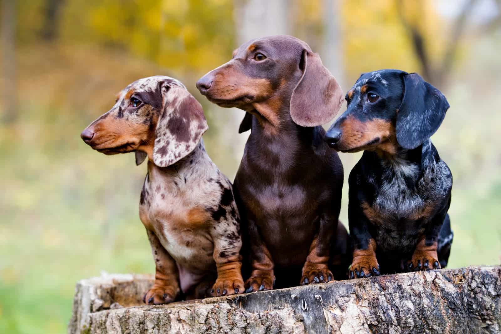 brown Dachshunds sitting on tree