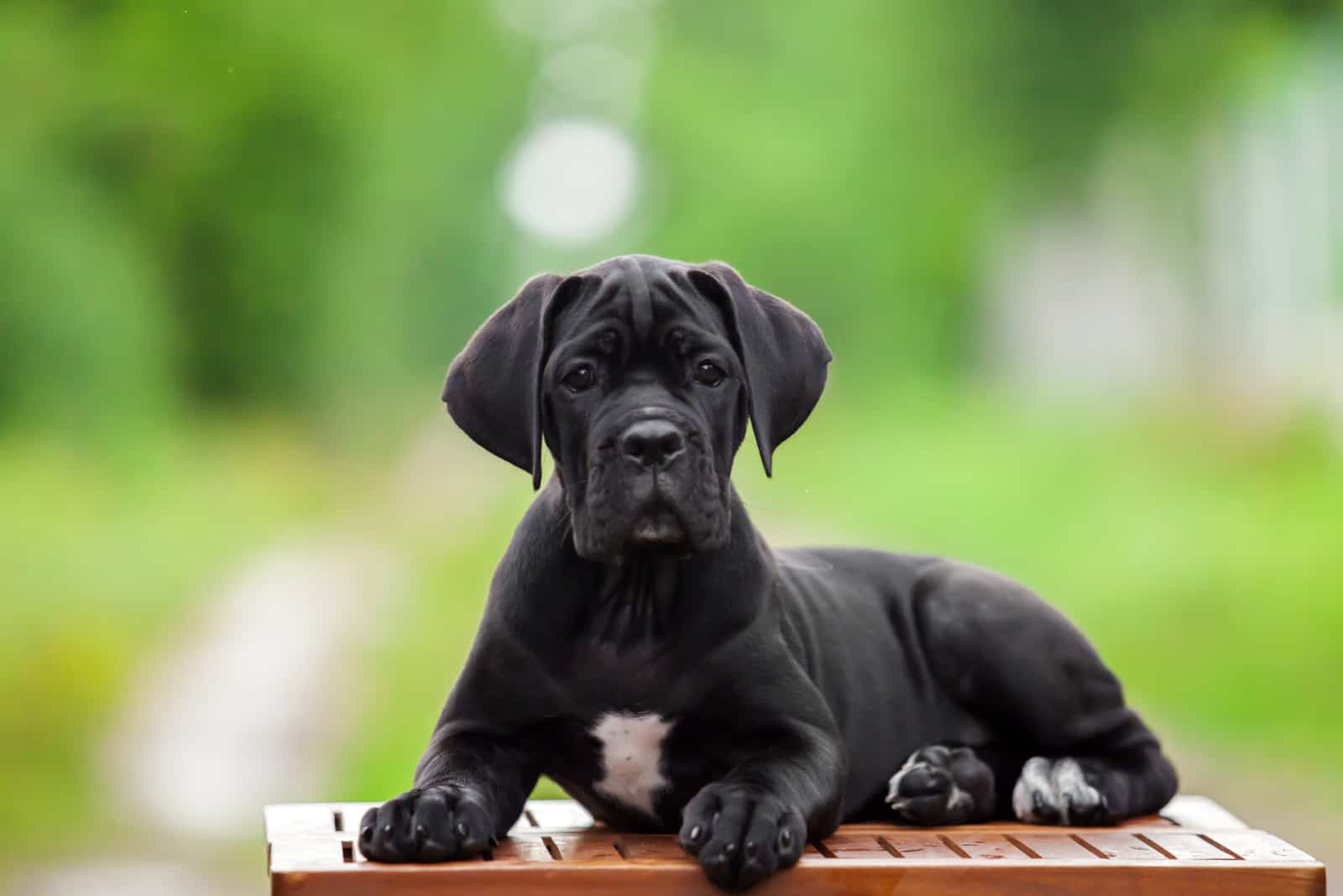 cane corso puppy lying outside looking at camera