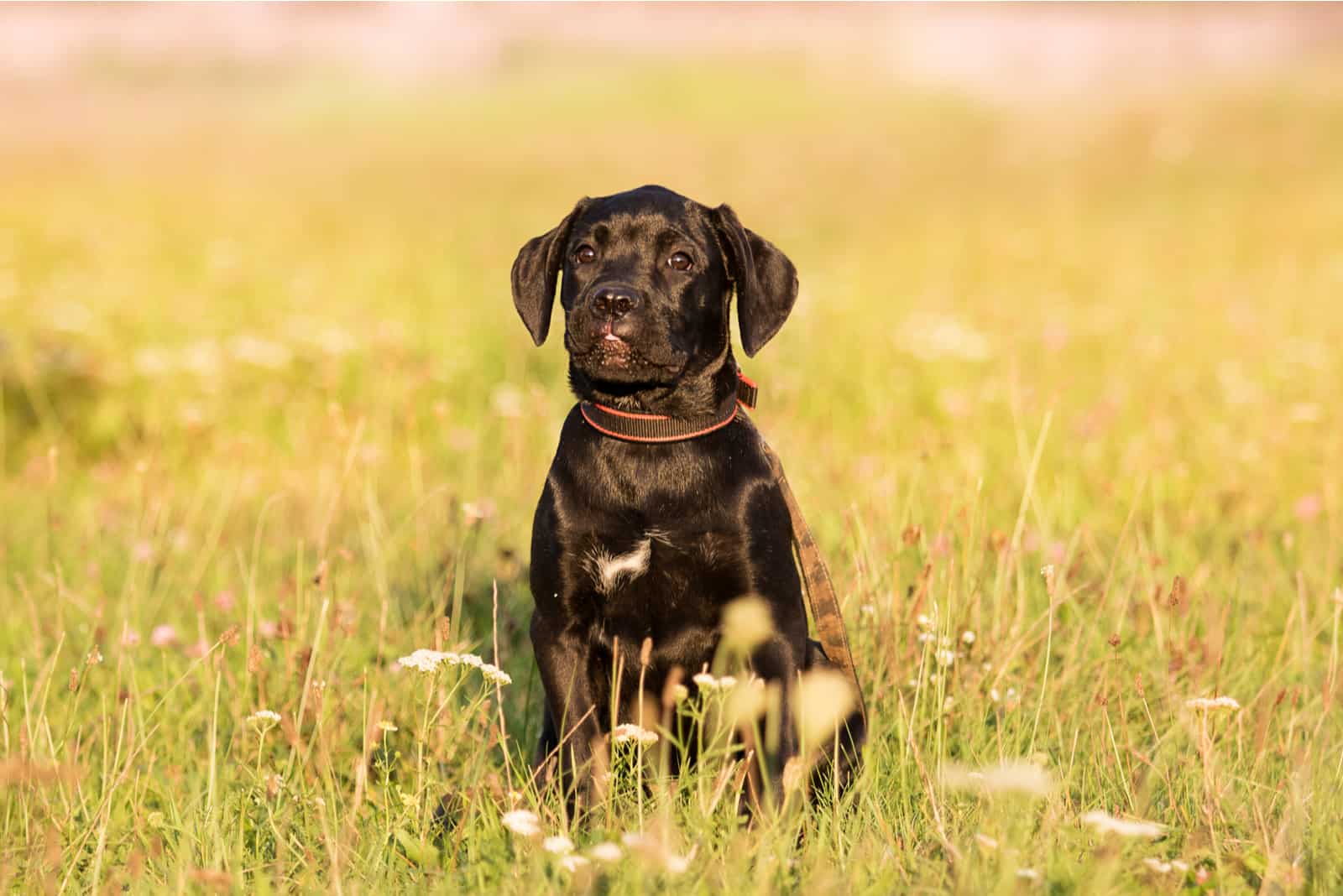 cane corso puppy sitting in the meadow