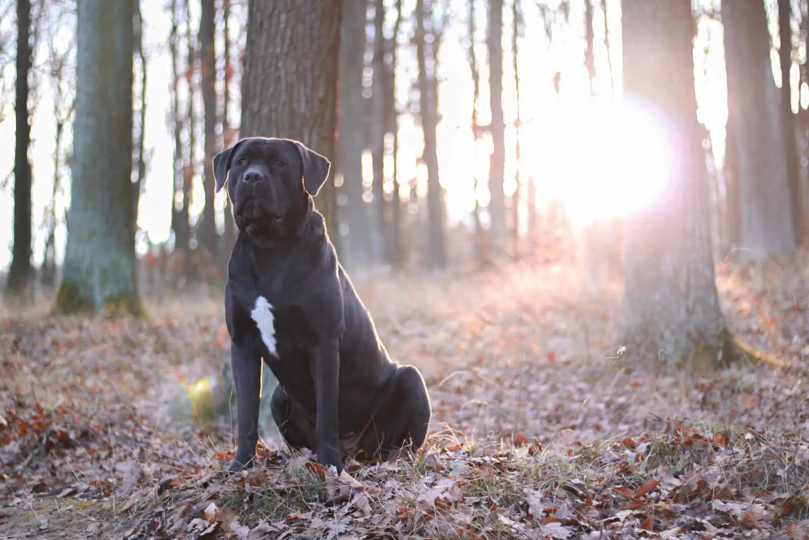 cane corso sits in the woods