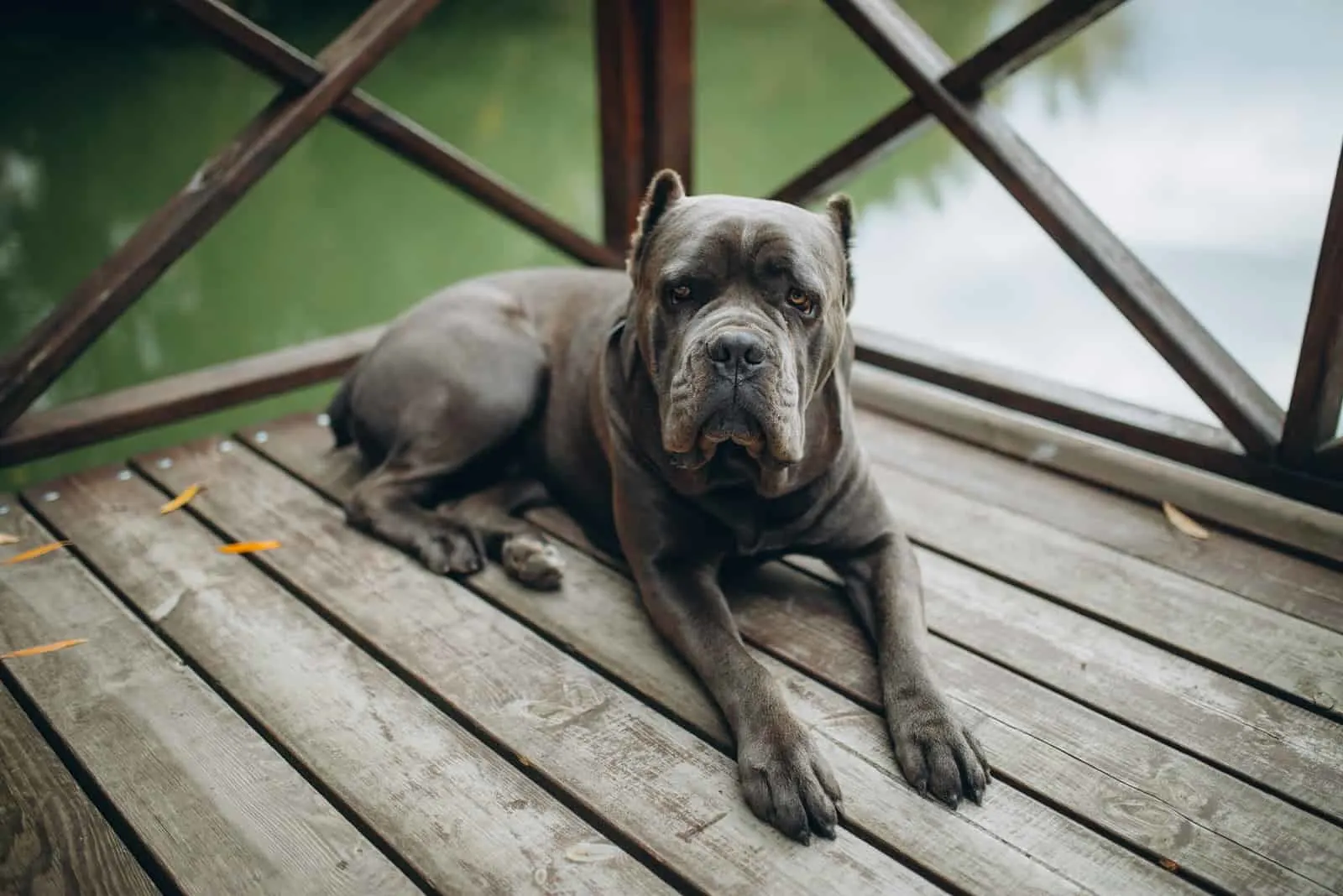 cane corso sitting on deck looking at camera