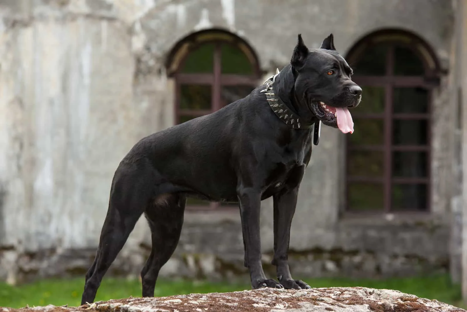cane corso standing outside with on house behind