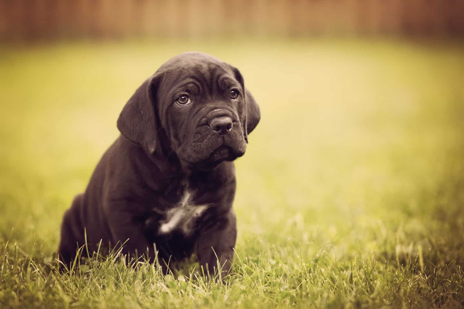 cane corso the puppy lies on the grass