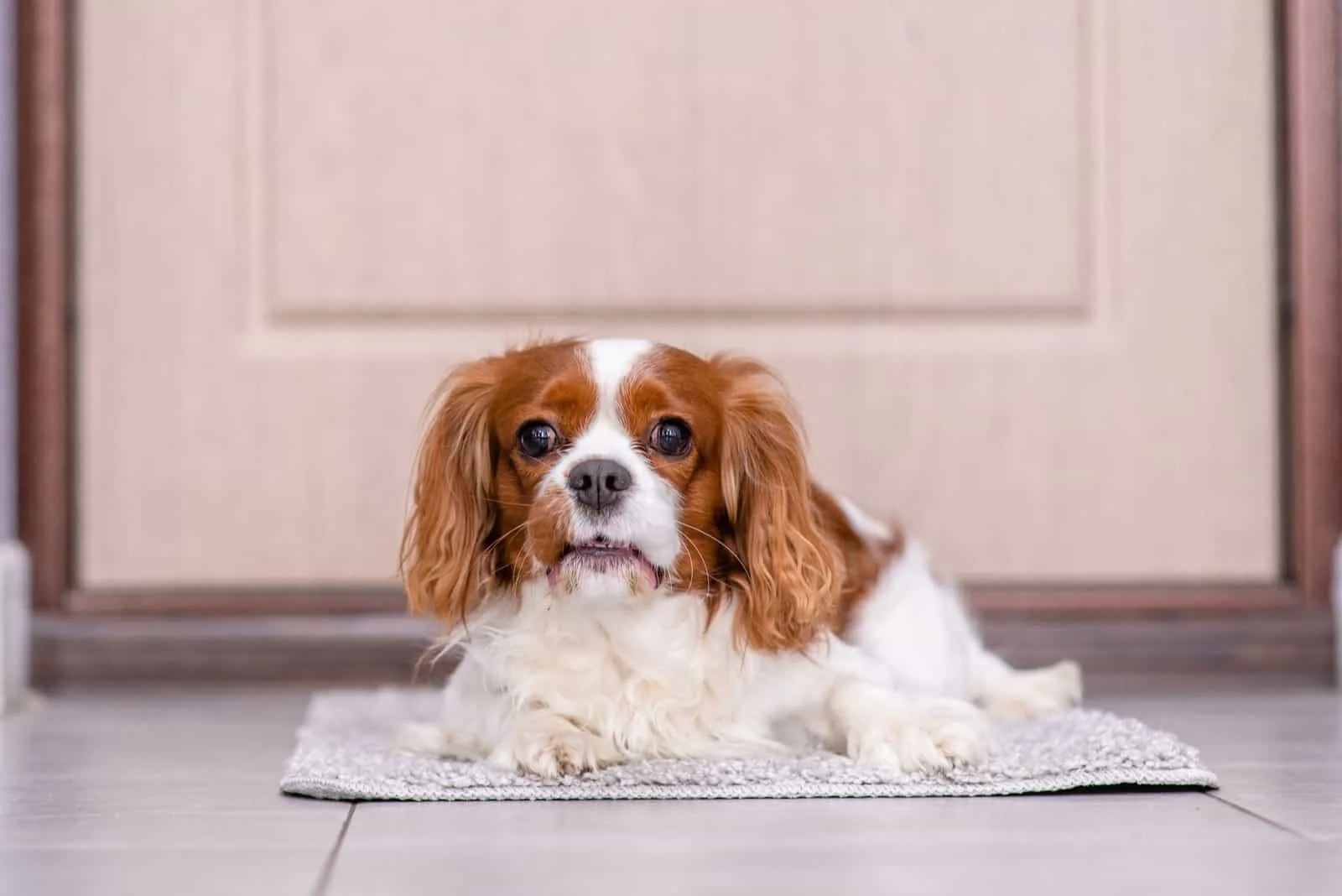 charles spaniel dog waiting and begging to go for a walk